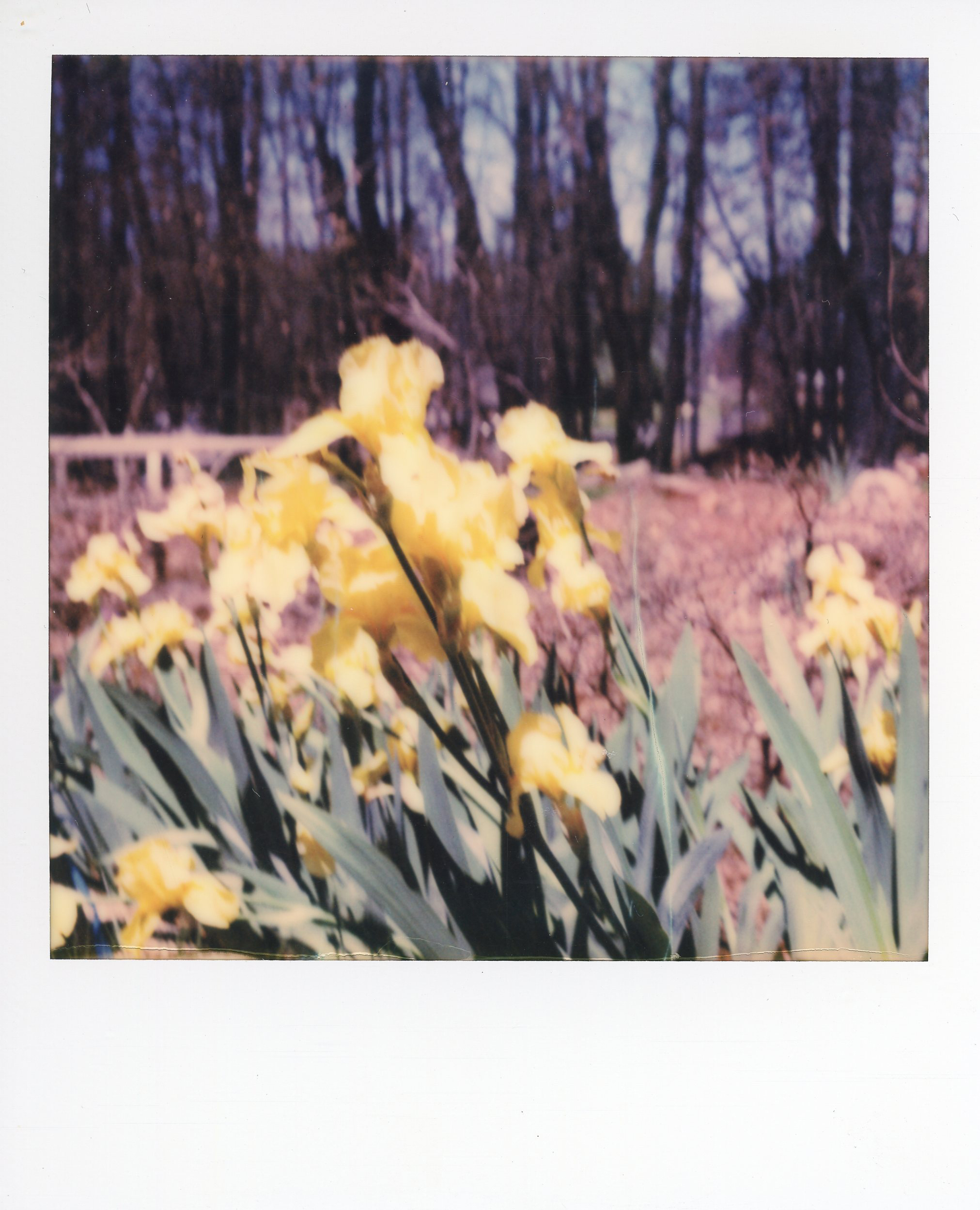 a polaroid of yellow flowers sprouting from the burnt earth of paradise, spring 2019